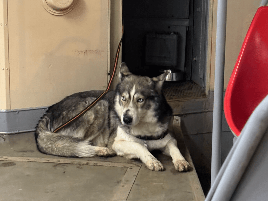 Водій столичного трамвая возить пасажирів разом з красивим псом