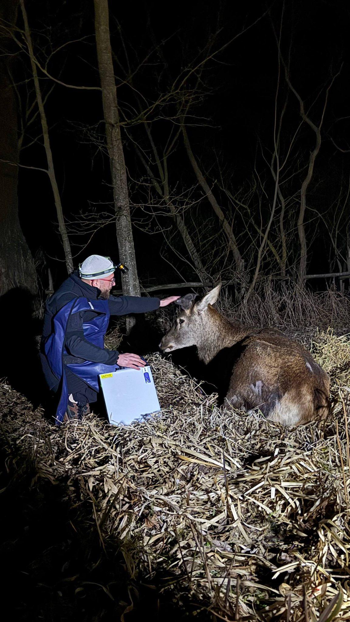 Відома акторка Ольга Сумська закликає врятувати оленя Бориса, якого збили на Рівненщині