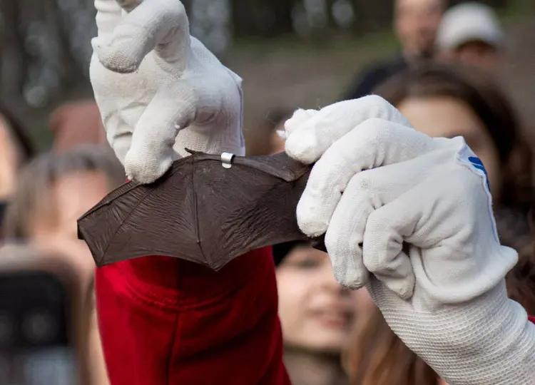 Невидимі захисники екосистем: у Києві випустять у природу сотні врятованих кажанів