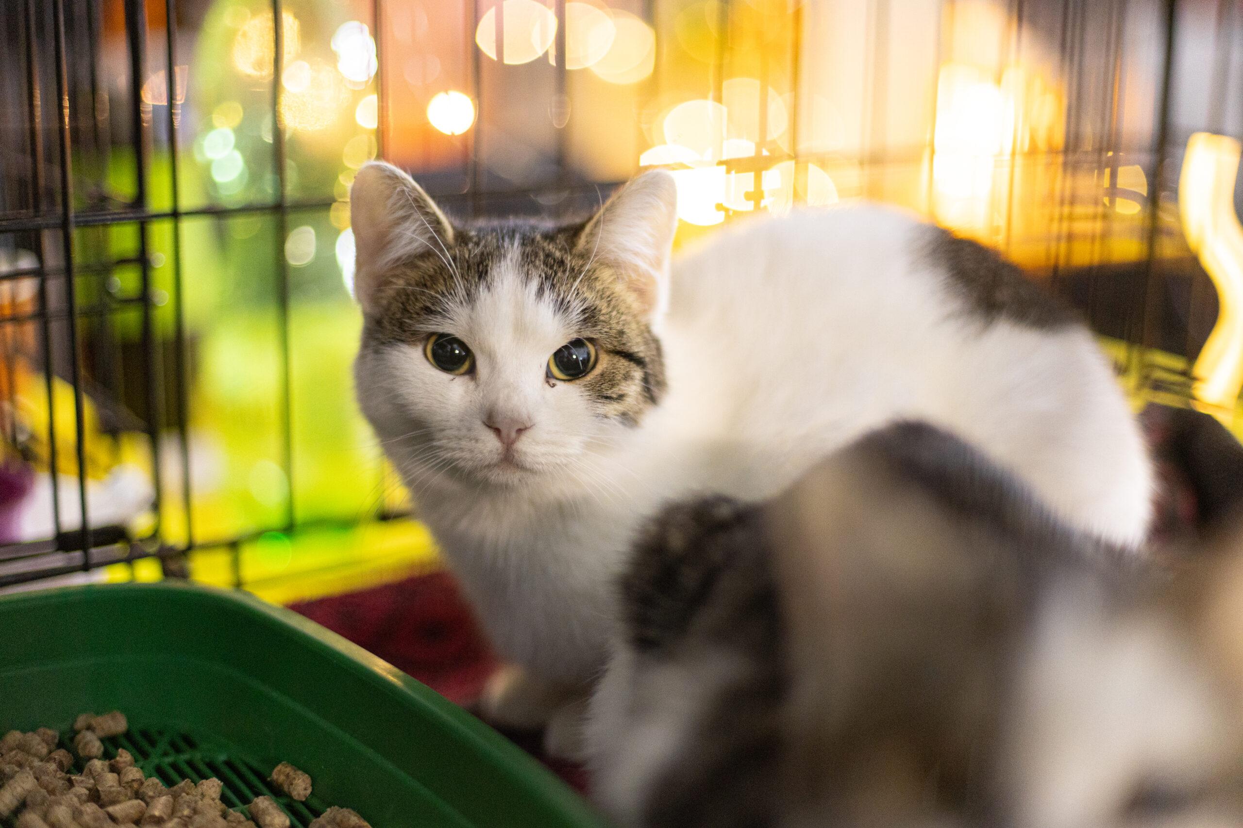 Здорові тварини з майже 60 притулків Київщини: у столиці пройде фестиваль адопції AdoptMe Days