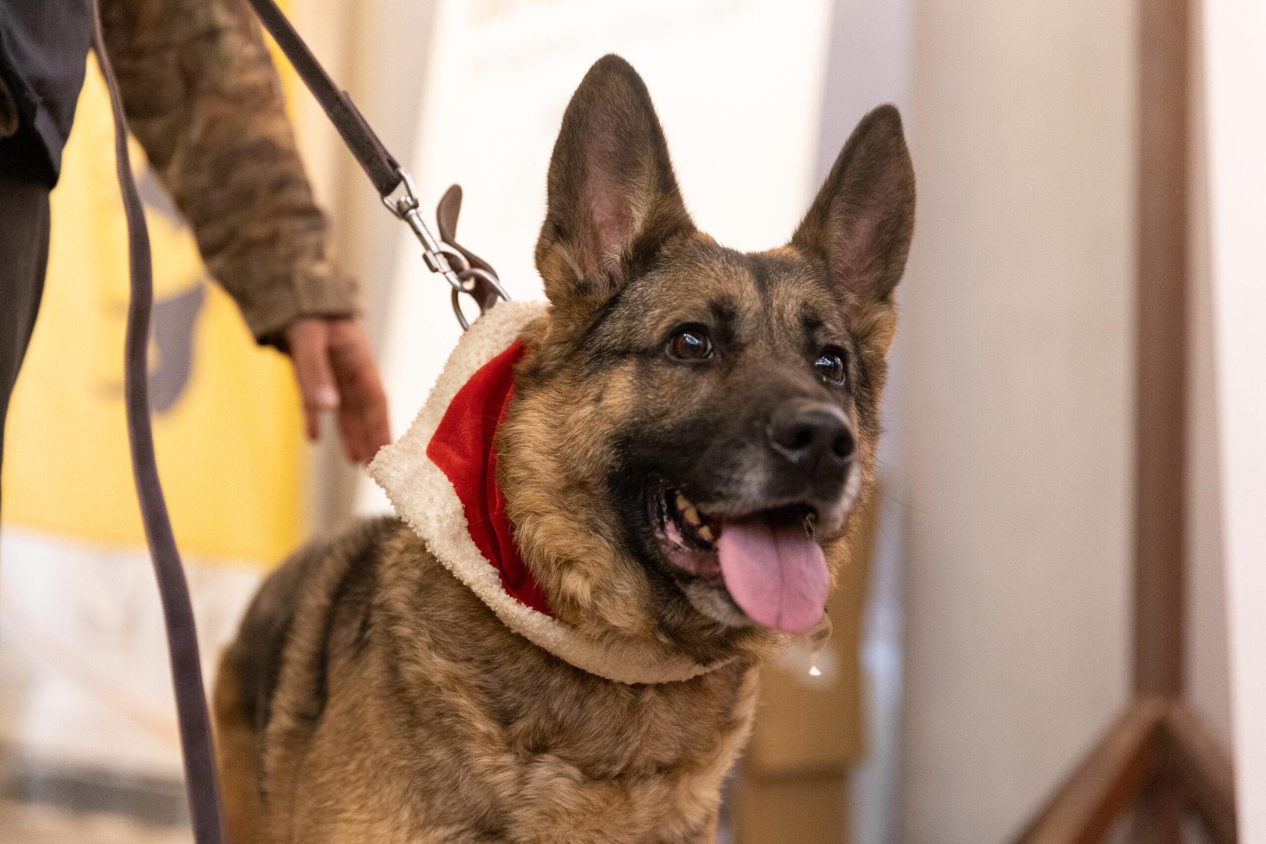 Здорові тварини з майже 60 притулків Київщини: у столиці пройде фестиваль адопції AdoptMe Days