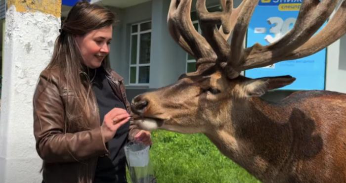 Під колеса автомобіля потрапив олень Борис, якого називають талісманом Рівненщини
