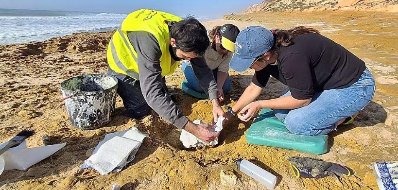 На пляжі в Португалії знайшли рештки китів віком 10 мільйонів років