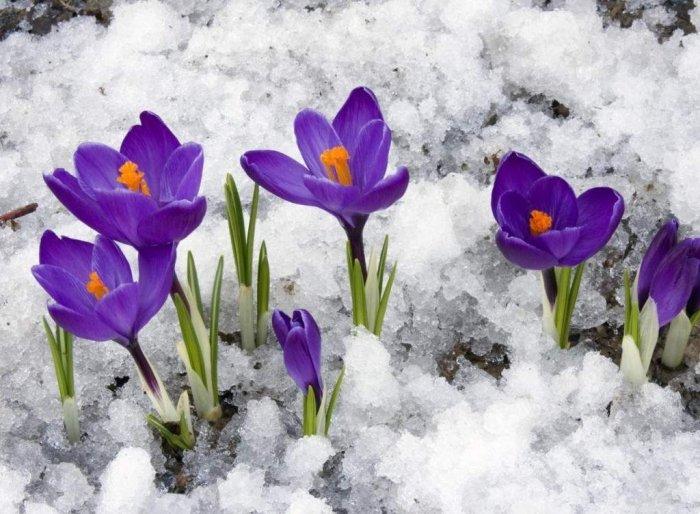 Перший тиждень березня в Україні буде теплішим за кліматичну норму – синоптик