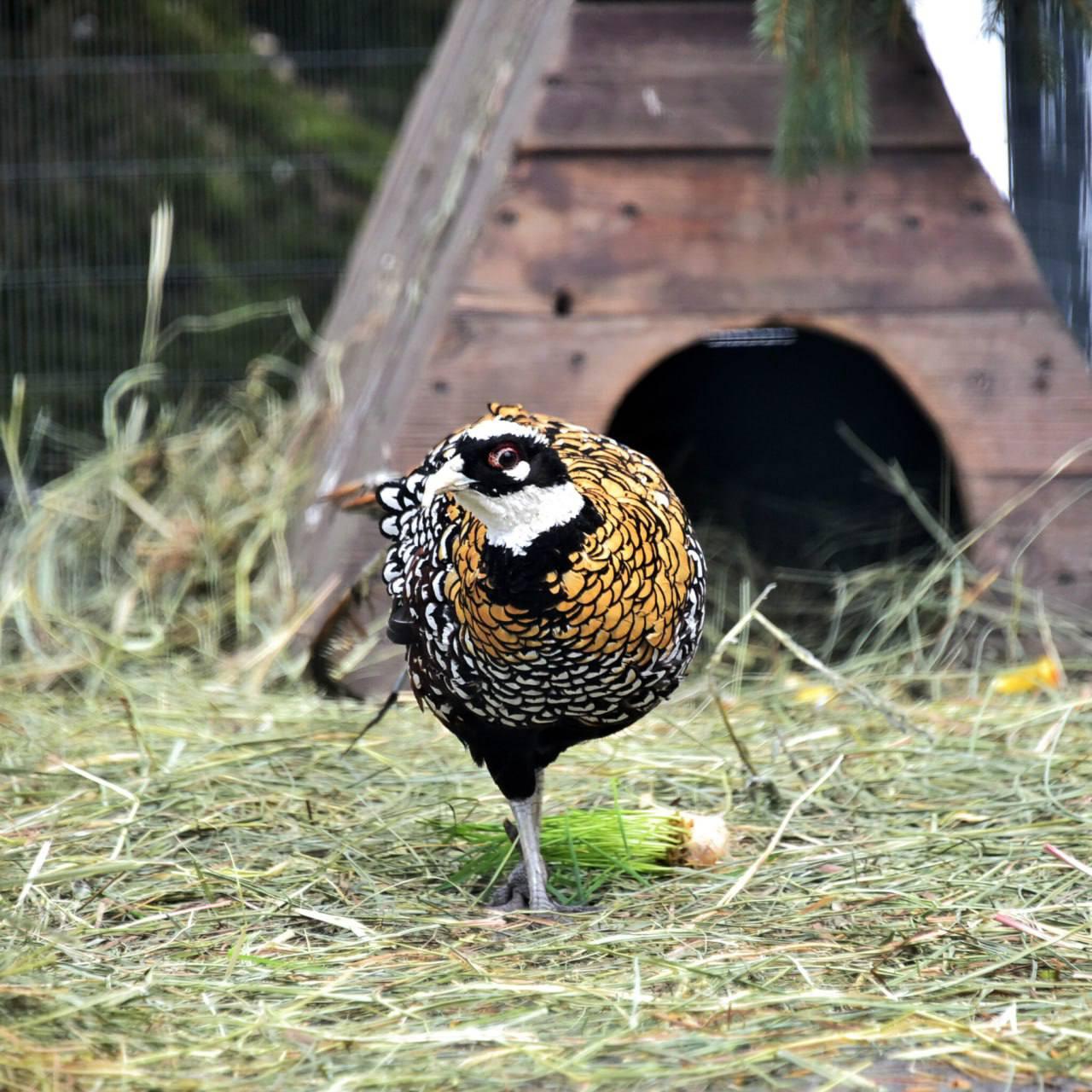 У КиївЗоо для фазанів облаштували нові гніздові будиночки