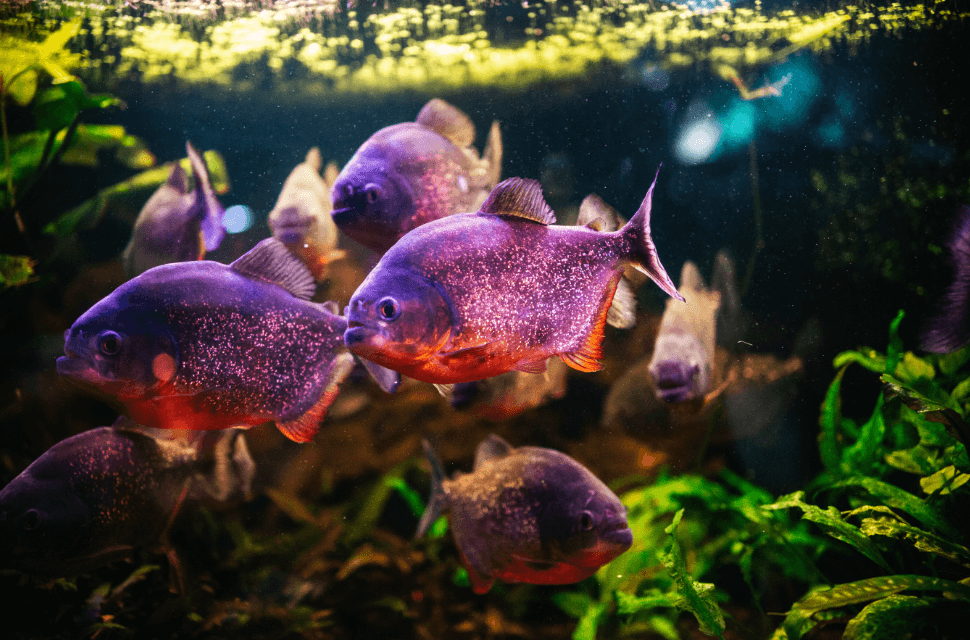 Будинок природи у Києві тимчасово працюватиме онлайн