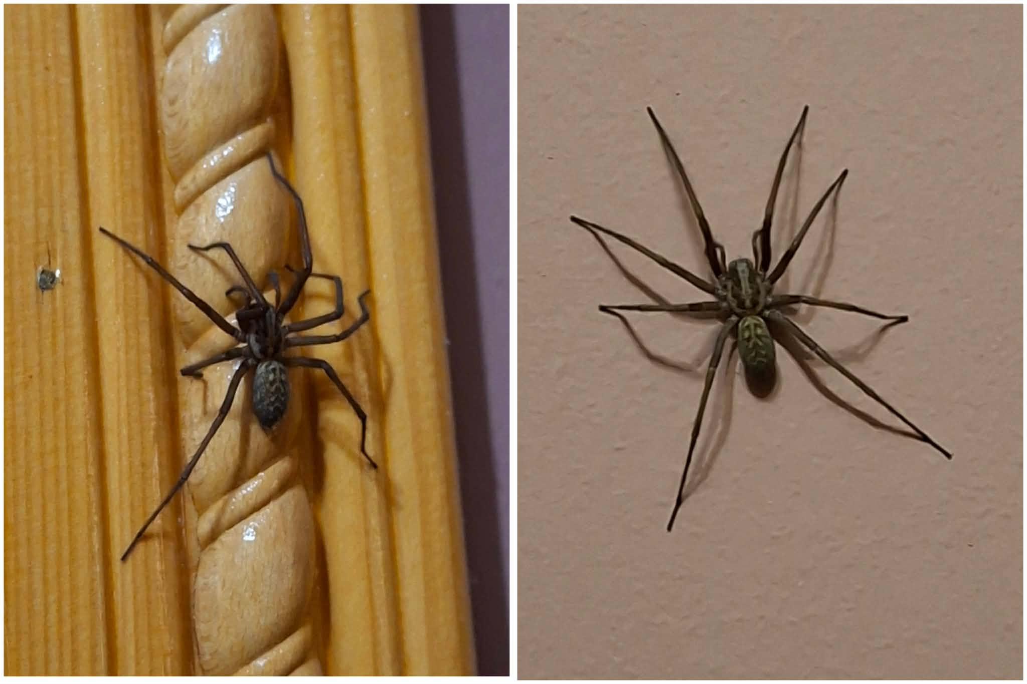 Жителька Івано-Франківська знайшла в хаті великого павука ератігена – чому його бояться