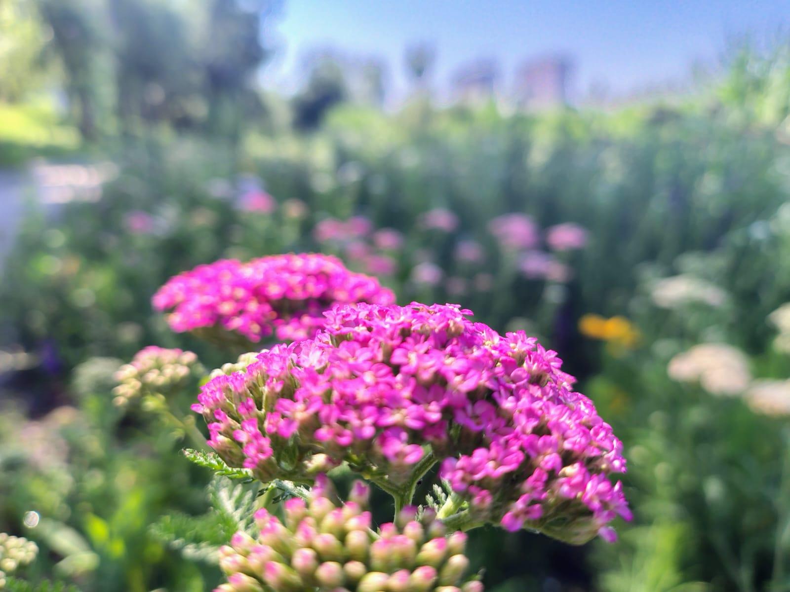 У столиці з’явиться ще більше декоративних луків
