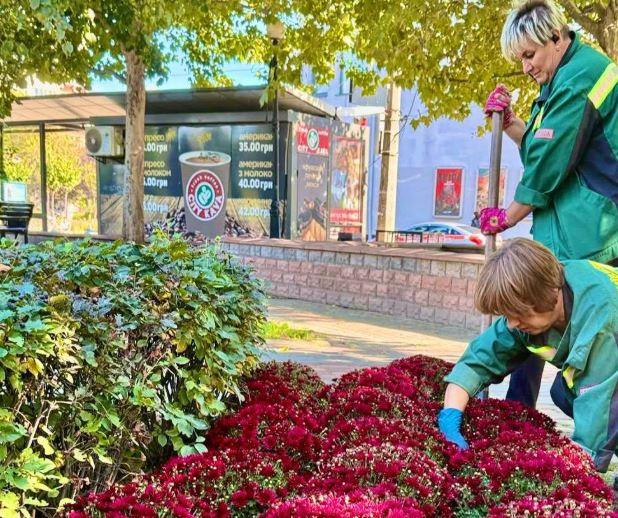 У Києві стартує сезон хризантем: висаджено понад 10 тисяч квітів