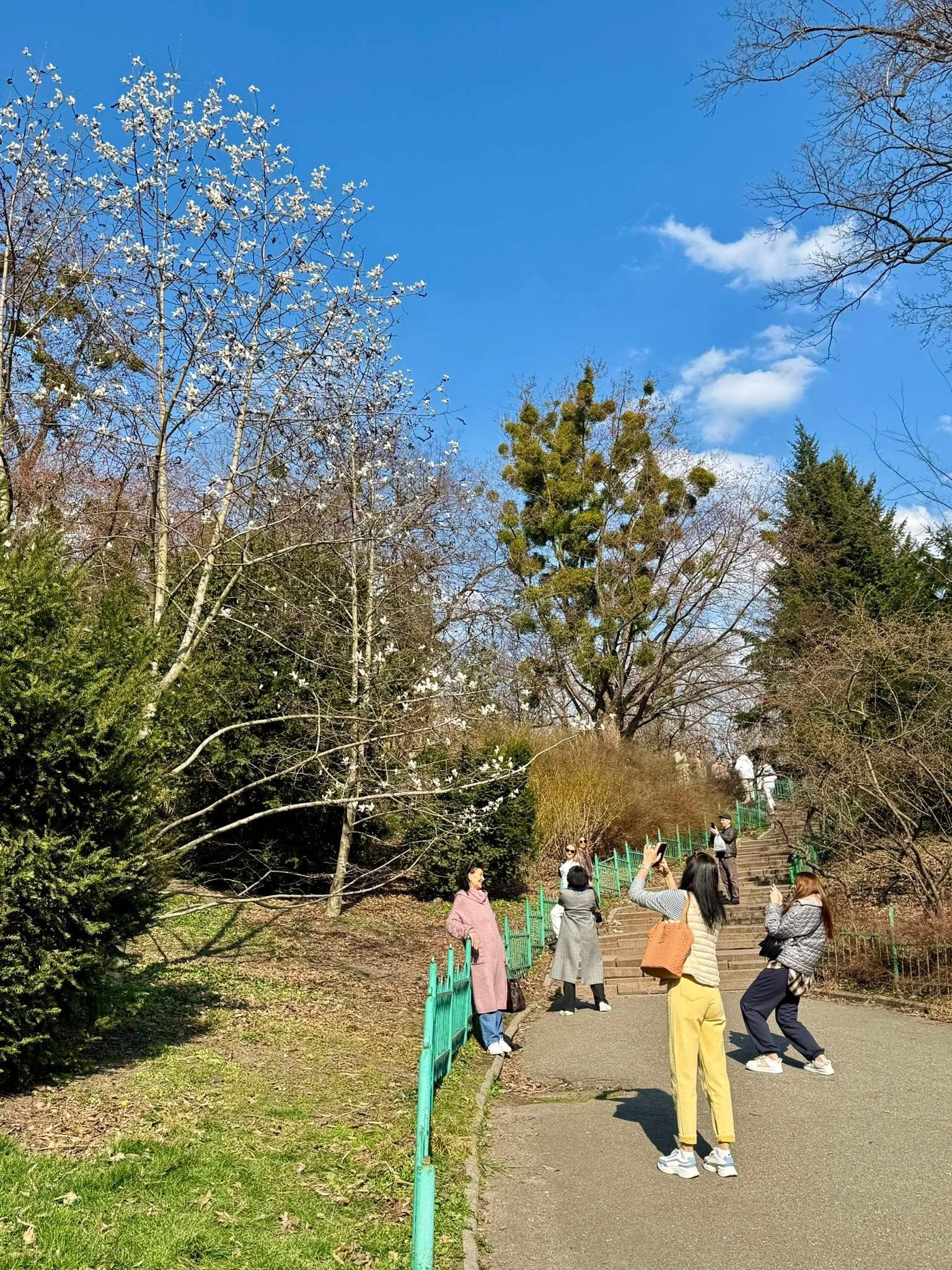 У Києві розцвіла перша магнолія