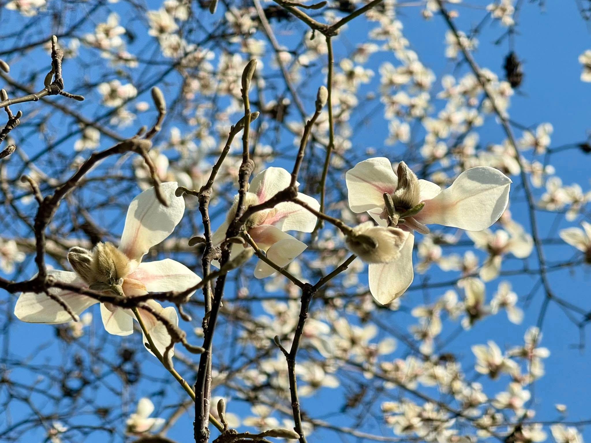 У Києві розцвіла перша магнолія