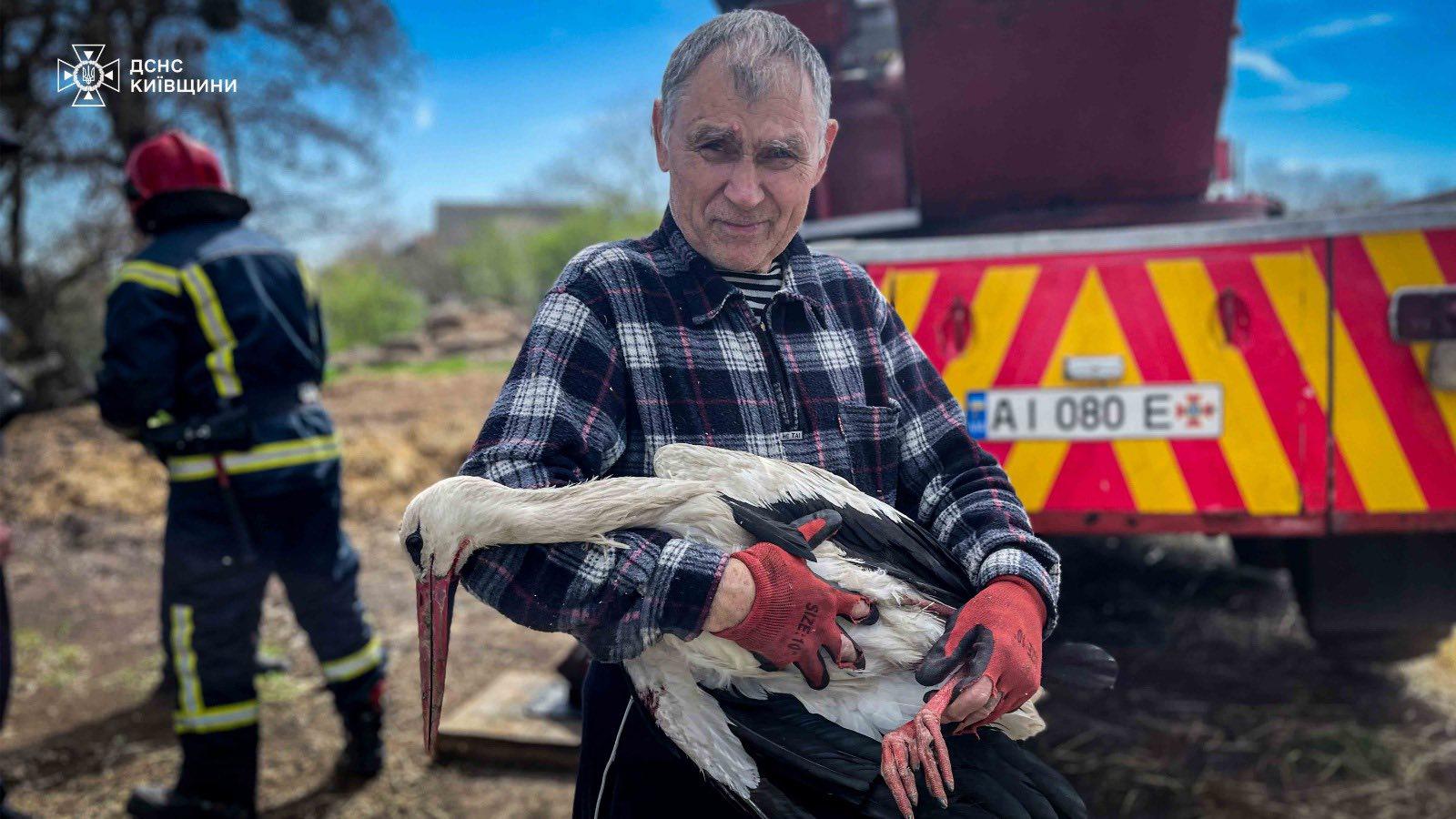 Порятунок лелеки